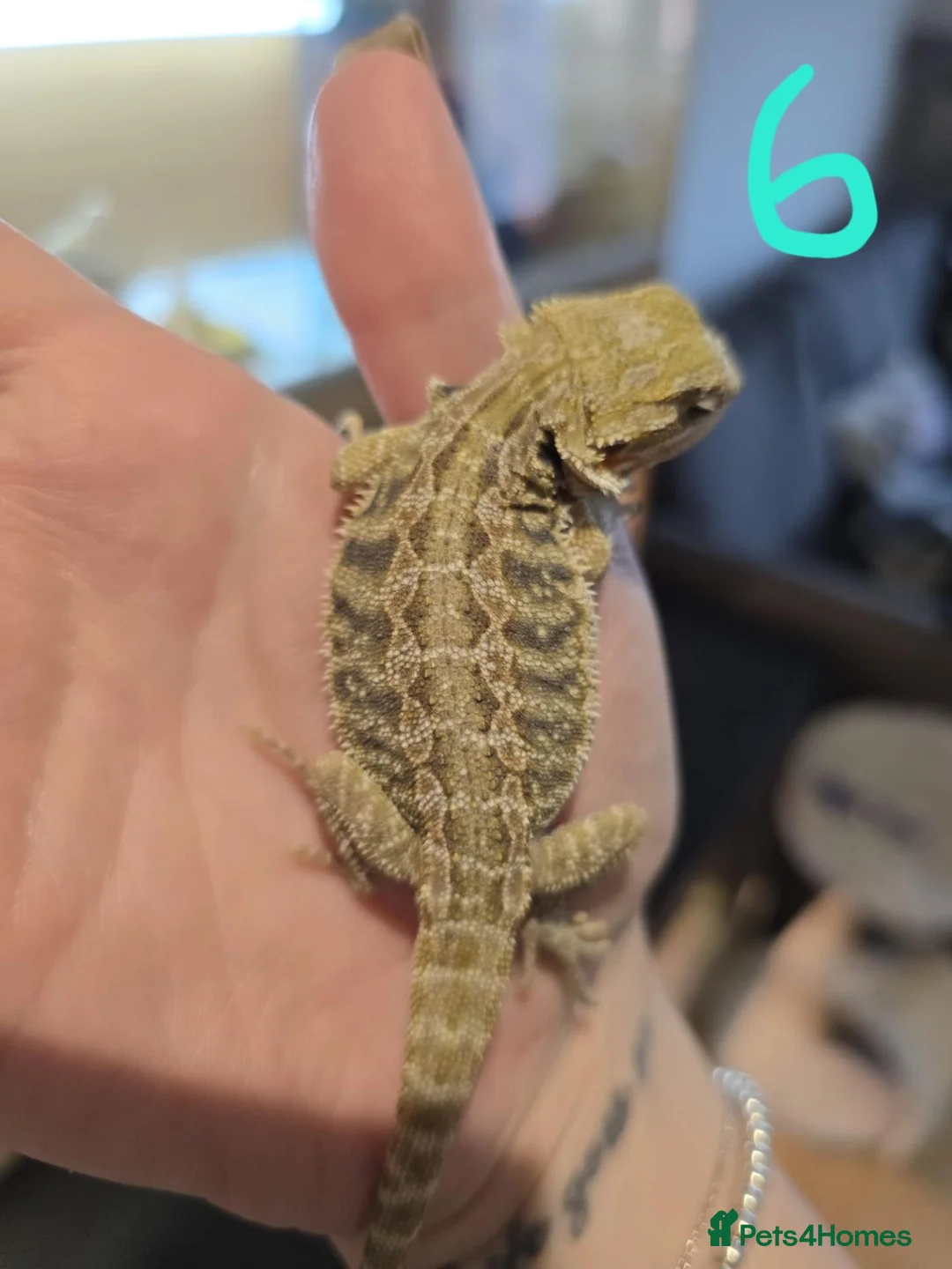 Bearded Dragon reptiles for sale: Baby bearded dragons - Advert 6