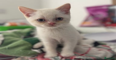 British Shorthair cats - Advert 11