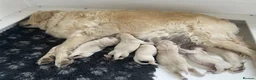 Golden Retriever dogs for sale: KC registered golden retriever puppies  - Advert 13