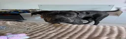 Cane Corso dogs for sale: Cane corso pups  - Advert 2