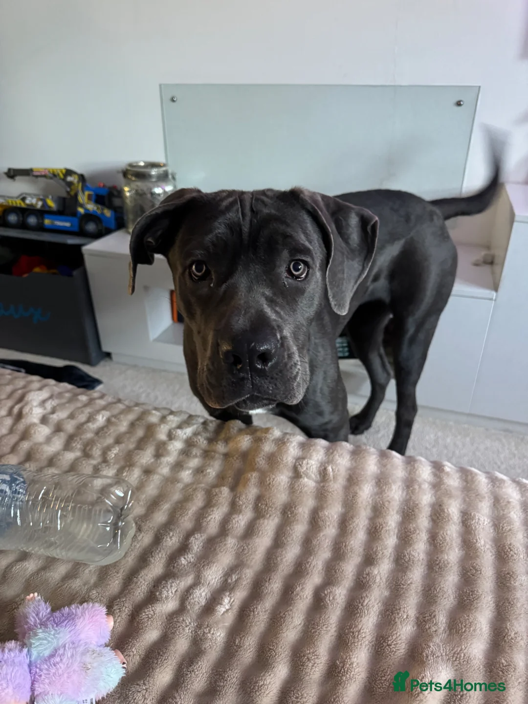 Cane Corso dogs for sale: Cane corso pups  - Advert 2