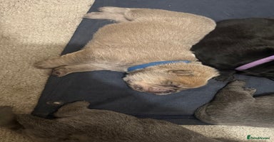 Chow Chow dogs Ready to leave  **  Eve 🎁🐻 KC REGISTERED!!  - Advert 13