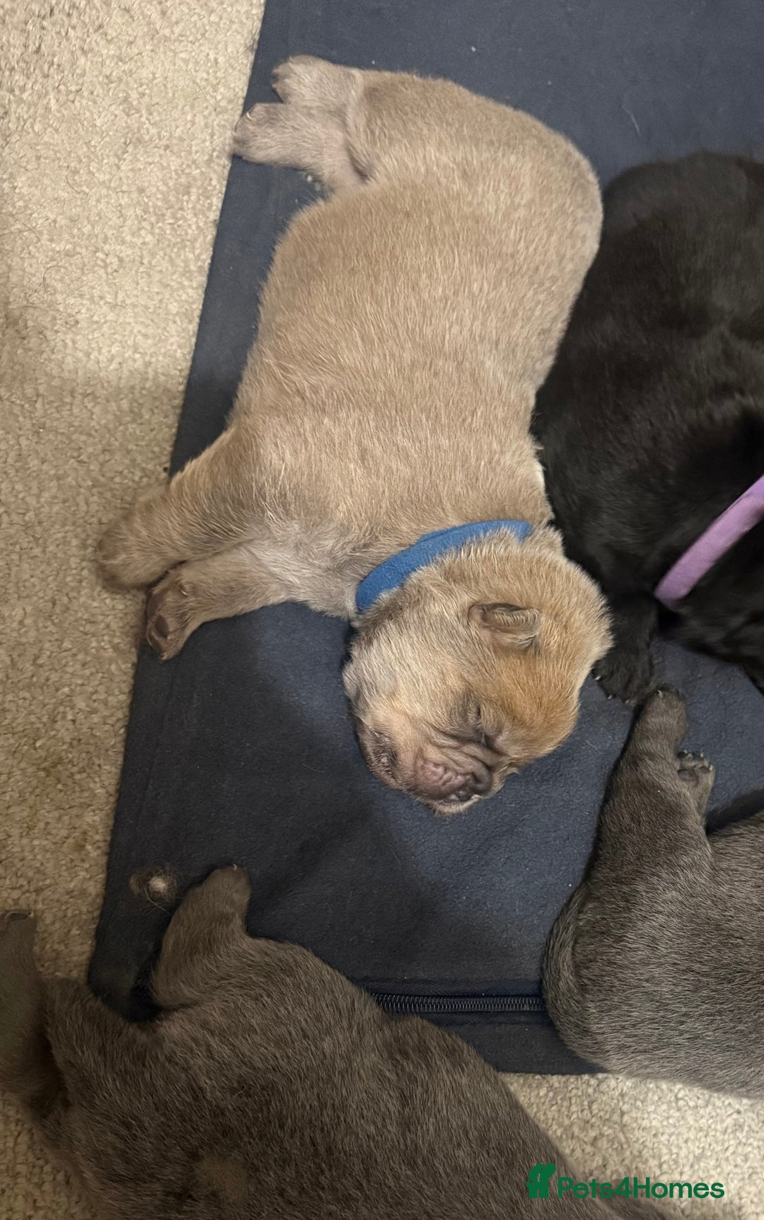 Chow Chow dogs for sale: KC reg chow chows ready to leave 24 dec! REDUCED - Advert 14