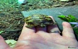 Tortoise reptiles for sale: Baby Spurthigh Tortoises - Image 1