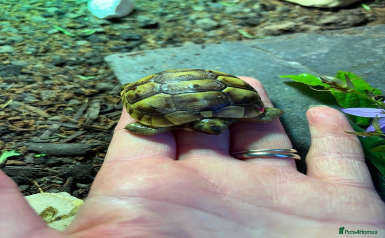 Tortoise reptiles - Advert 4