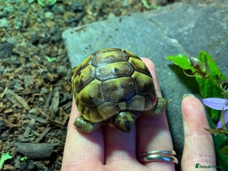 Tortoise reptiles - Advert 13