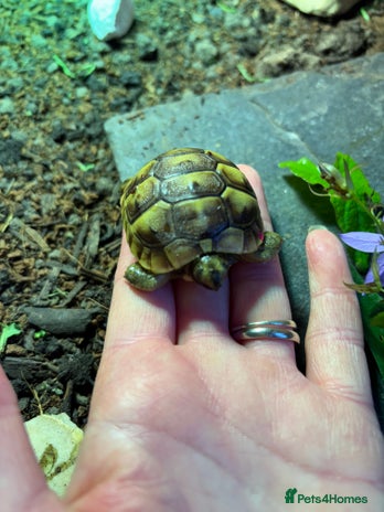Tortoise reptiles - Advert 10