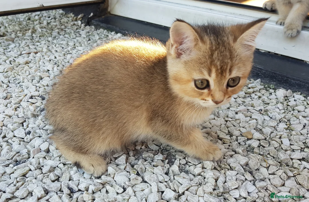 Scottish Fold cats for stud: GOLD CHINCHILLA SCOTTISH STRAIGHT PEDIGREE. STUD in London - Advert 30