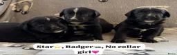 Mixed Breed dogs for sale: Gorgeous chunky Labernese puppies in Louth - Advert 6