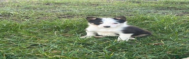 Border Collie Puppy 3