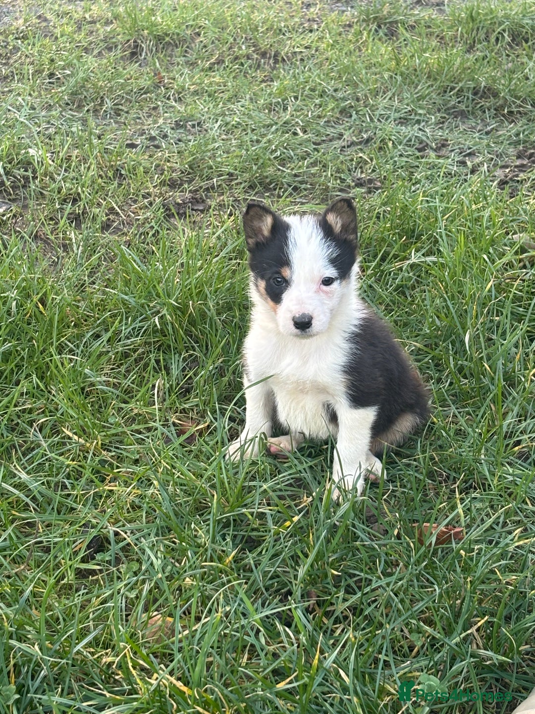 Border Collie dogs for sale: Collie puppies  - Advert 3