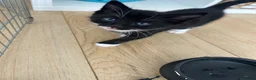 Mixed Breed cats for sale: 4 boys 1 girl ready to go now in Tonbridge - Advert 4