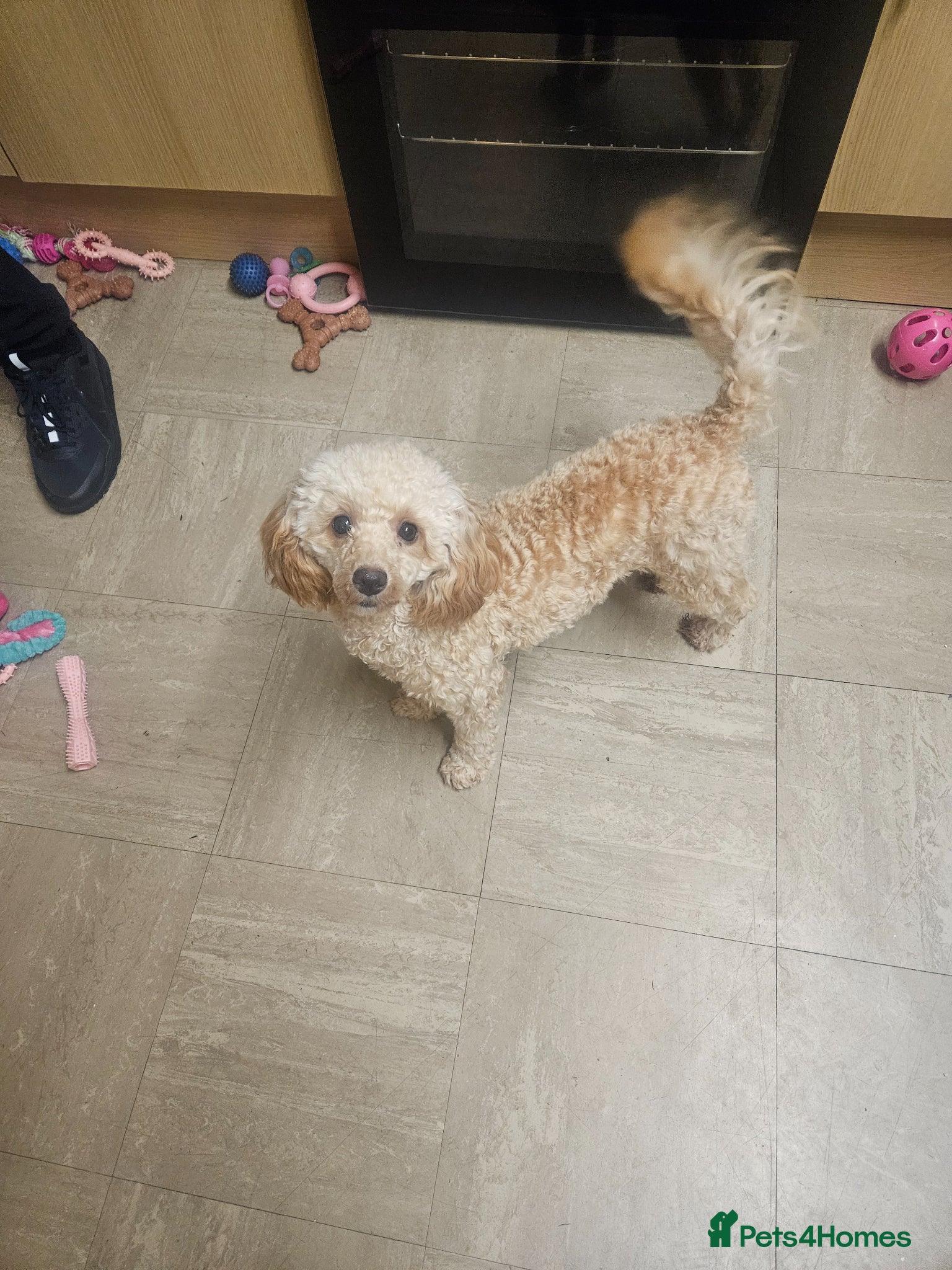 Miniature Poodle dogs Miniture poodle poppy  - Advert 1