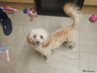 Miniature Poodle dogs Miniture poodle poppy - Advert 14