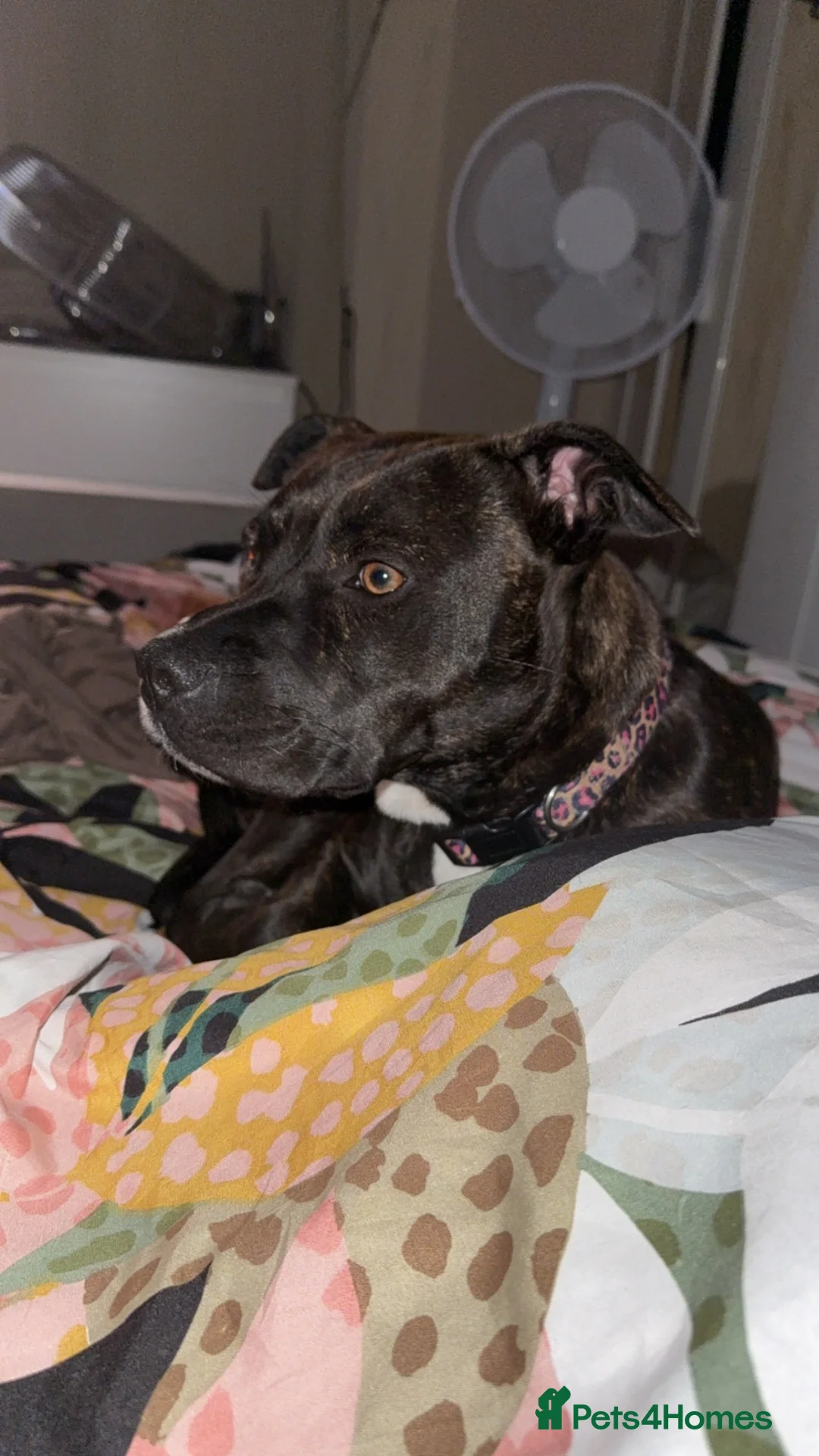 Mixed Breed dogs for sale: 2 year old female staffy in Stone - Advert 4