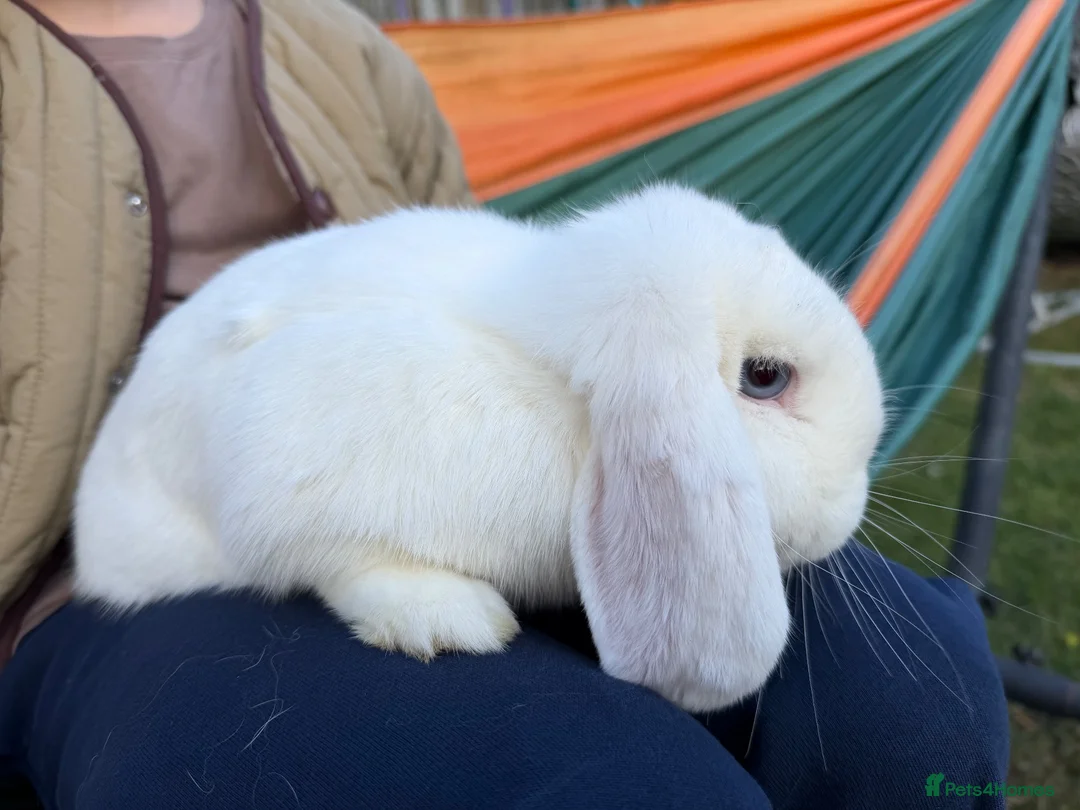 Mini Lop rabbits for sale: Mini loops female rabbits - Advert 3