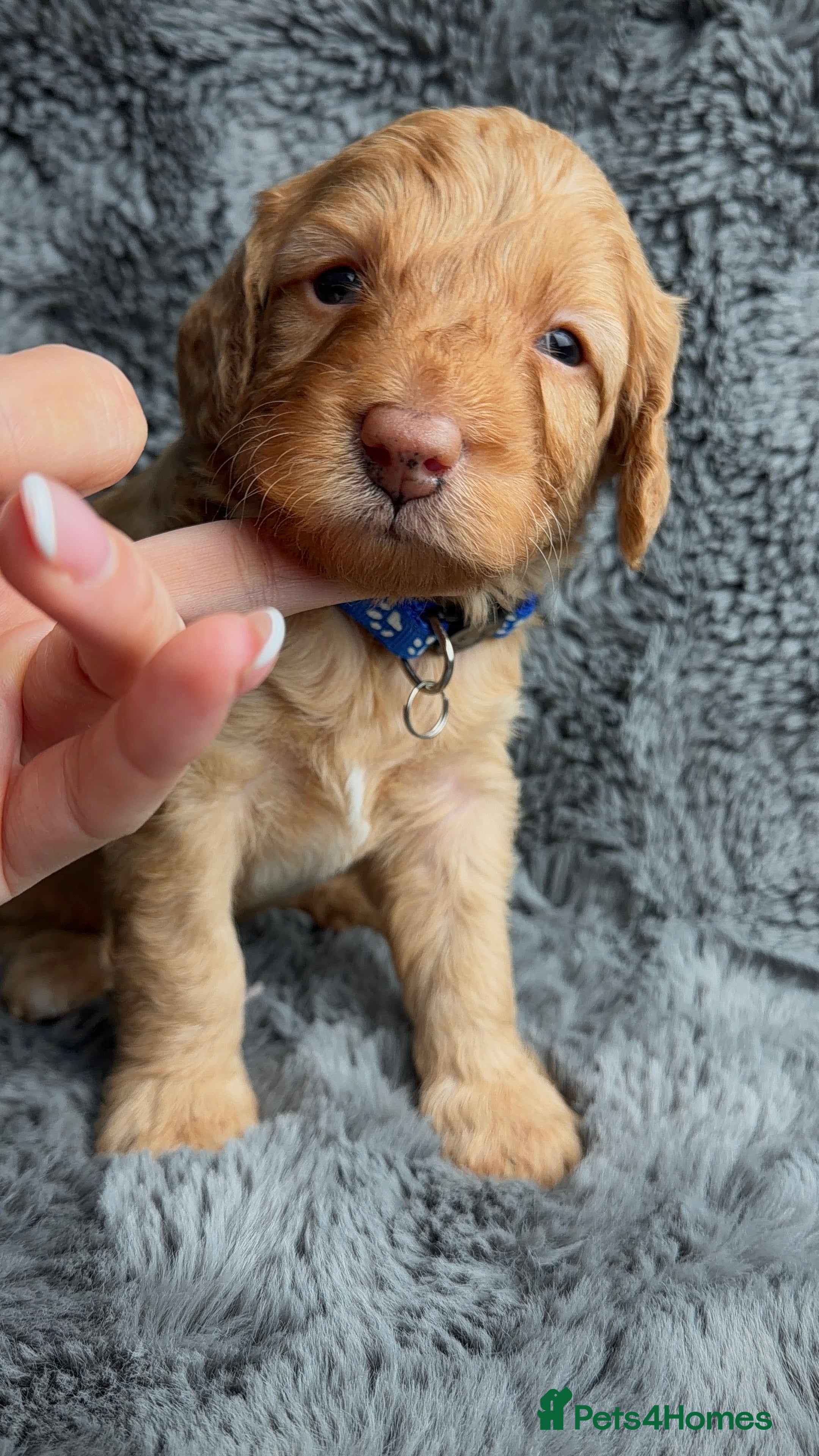 Cockapoo dogs American 🇺🇸 Cockapoo Puppies   - Advert 16