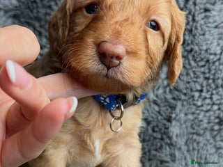 Cockapoo dogs American 🇺🇸 Cockapoo Puppies - Advert 16