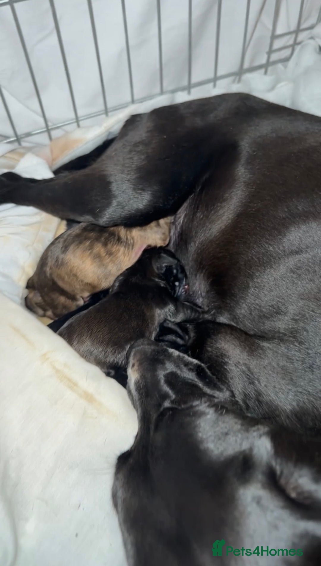 Mixed Breed dogs for sale: ✨ Staffordshire Bull Terrier × Whippet Puppies✨ - Advert 3