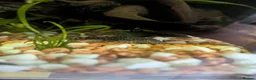 Plecos fish for sale: Bristlenose plecos in Portsmouth - Advert 3