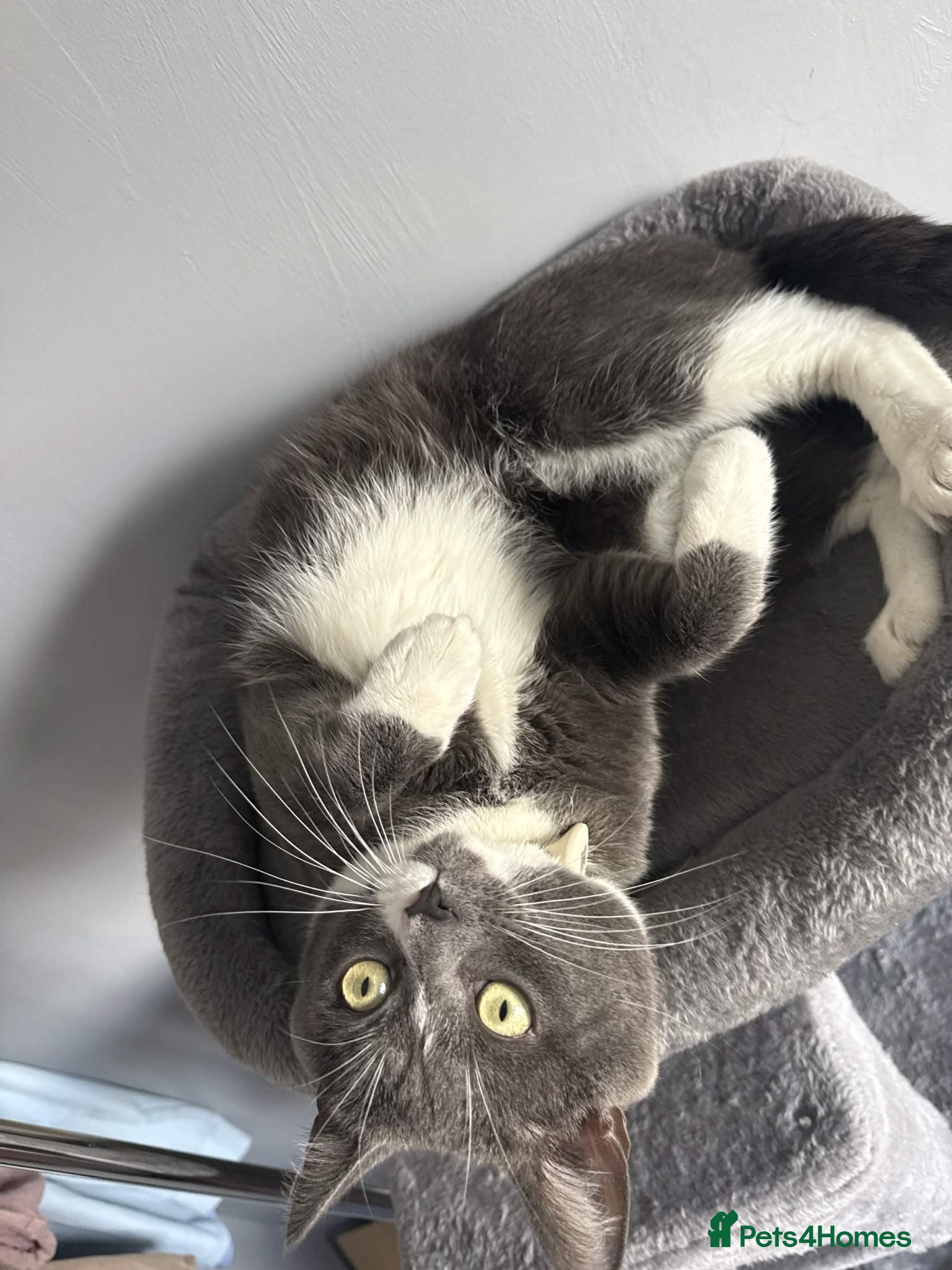 Domestic Shorthair cats Sandwich - Advert 9