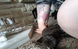 British Shorthair cats for sale: Beautiful little BSH kittens - Image 4
