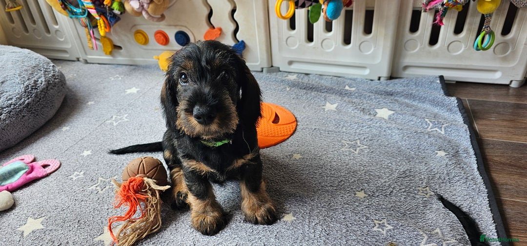 Dachshund dogs for sale: Outstanding Standard Wire haired Dachshund puppies - Image 35