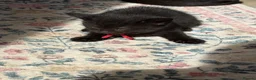 Ragdoll cats for sale: Beautiful rare Ragdoll x Bengal kittens 🐱  - Advert 8