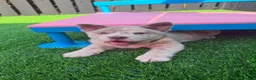 Chow Chow dogs for sale: Stunning Exotic colour chowski puppies for sale - Advert 18