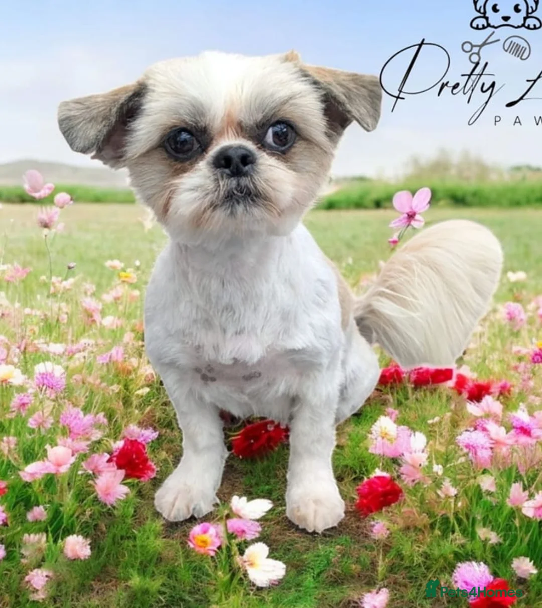 Shih Tzu dogs for sale: Beautiful Shi Tzu puppies in Birmingham - Advert 2