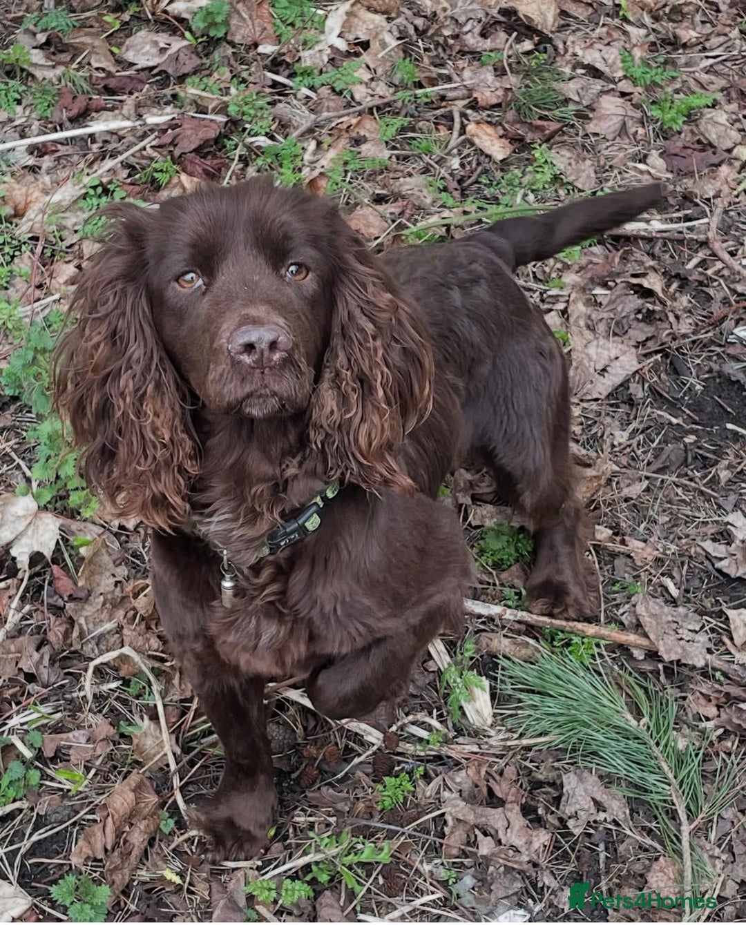 Cocker Spaniel dogs for sale: Cocker spaniel pups - Image 11