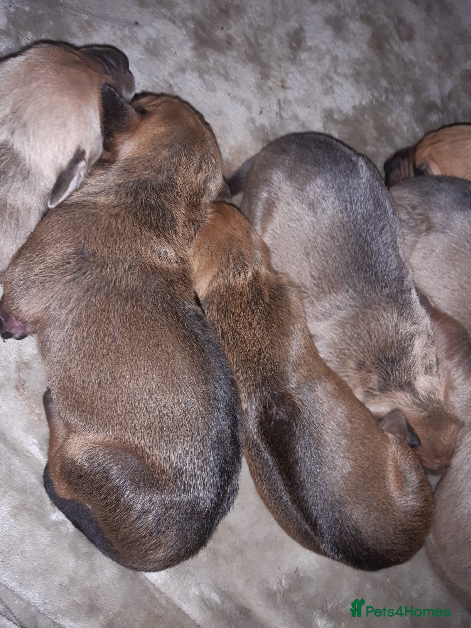 Rhodesian Ridgeback dogs for sale: 🦁RHODESIAN RIDGEBACKS PUPPIES🦁  in New Quay - Advert 2