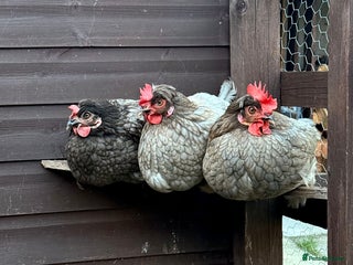 Chickens poultry Three Devon Blue Good Laying Hens - Advert 17
