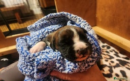 Boxer dogs for sale: 🌟KC REG BOBTAIL BOXER PUPS🌟 - Image 16
