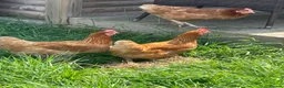 Hens poultry for sale: 3 Laying hens in Boston - Advert 4