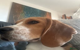 Beagle dogs for sale: Beautiful boy Beagle nearly 6 months old  - Image 6