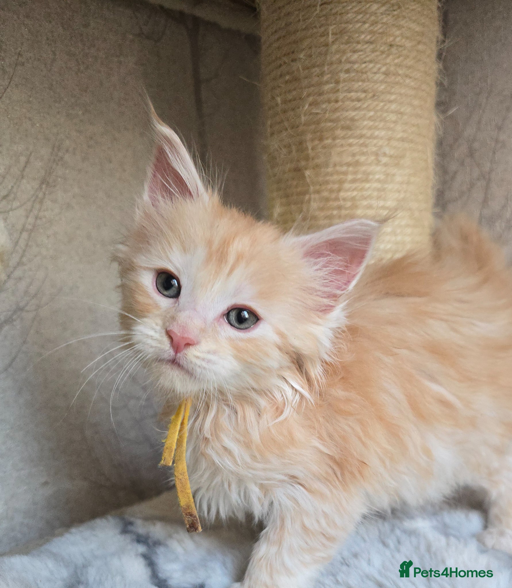 Maine Coon cats RARE Red & Cream Silver Maine Coons - Advert 6