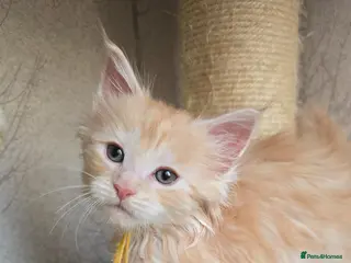 Maine Coon cats RARE Red & Cream Silver Maine Coons - Advert 2