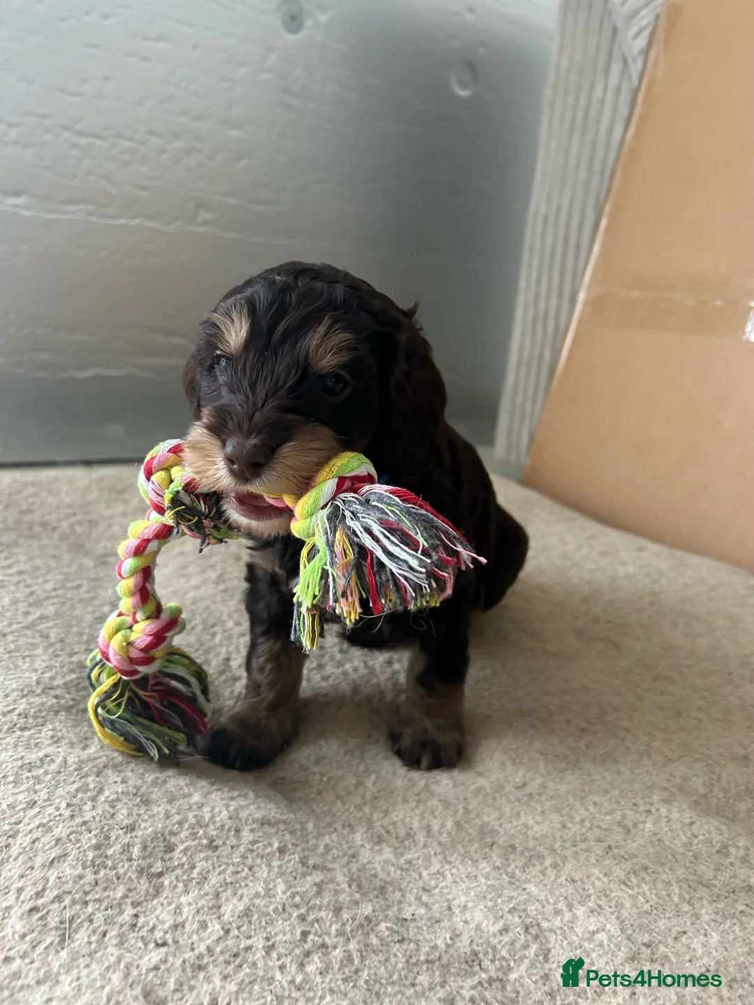 Cockapoo dogs for stud: F1 Red Cockapoo PROVEN Stud-Extensively DNA Tested in Stafford - Advert 26