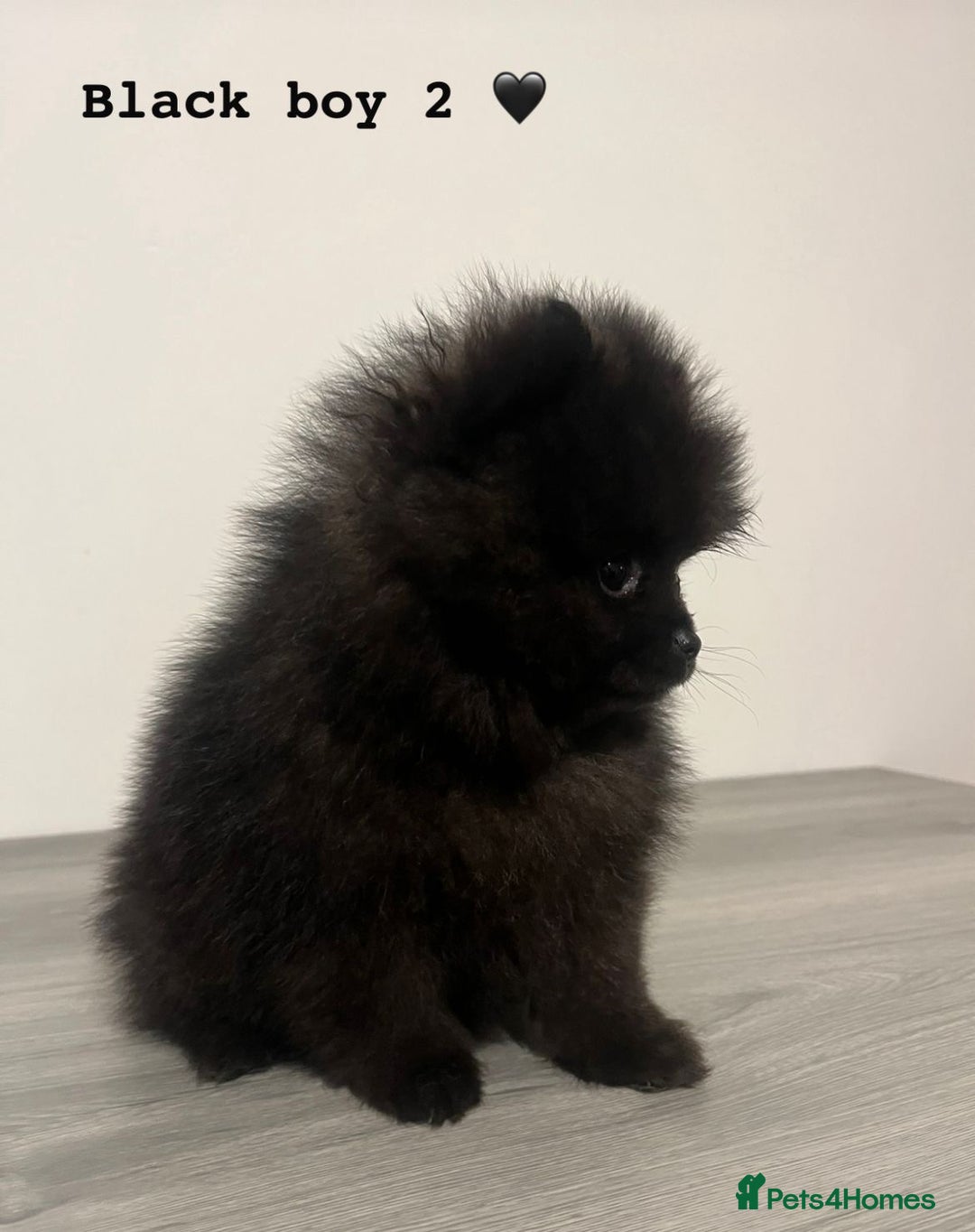 Pomeranian dogs for sale: Pomeranian puppies - Image 12
