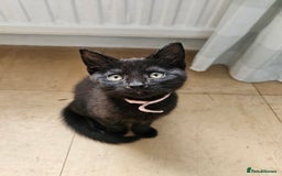 Mixed Breed cats for sale: 4 female kittens looking for forever homes  - Image 9