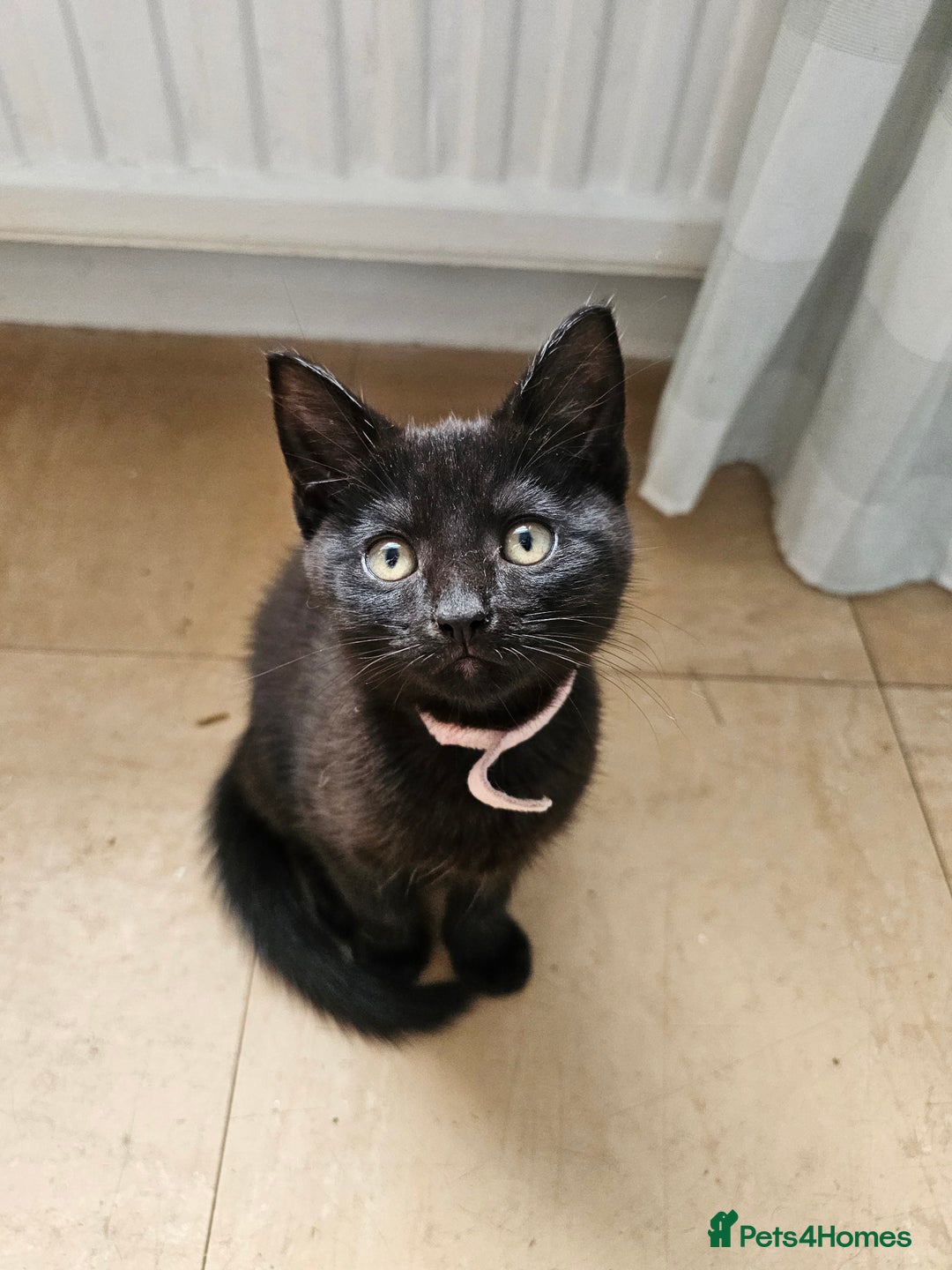 Mixed Breed cats for sale: 4 female kittens looking for forever homes  - Image 9