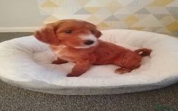 Cavapoo dogs for sale: Gorgeous Red Cavapoo READY NOW - Image 1