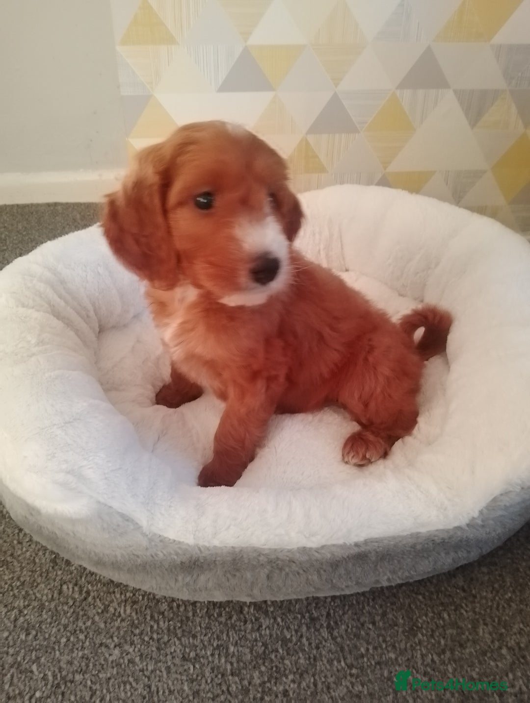 Cavapoo dogs for sale: Gorgeous Red Cavapoo READY NOW - Image 1