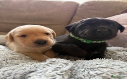 Labrador Retriever dogs for sale: Perfect lab puppy’s  - Image 4
