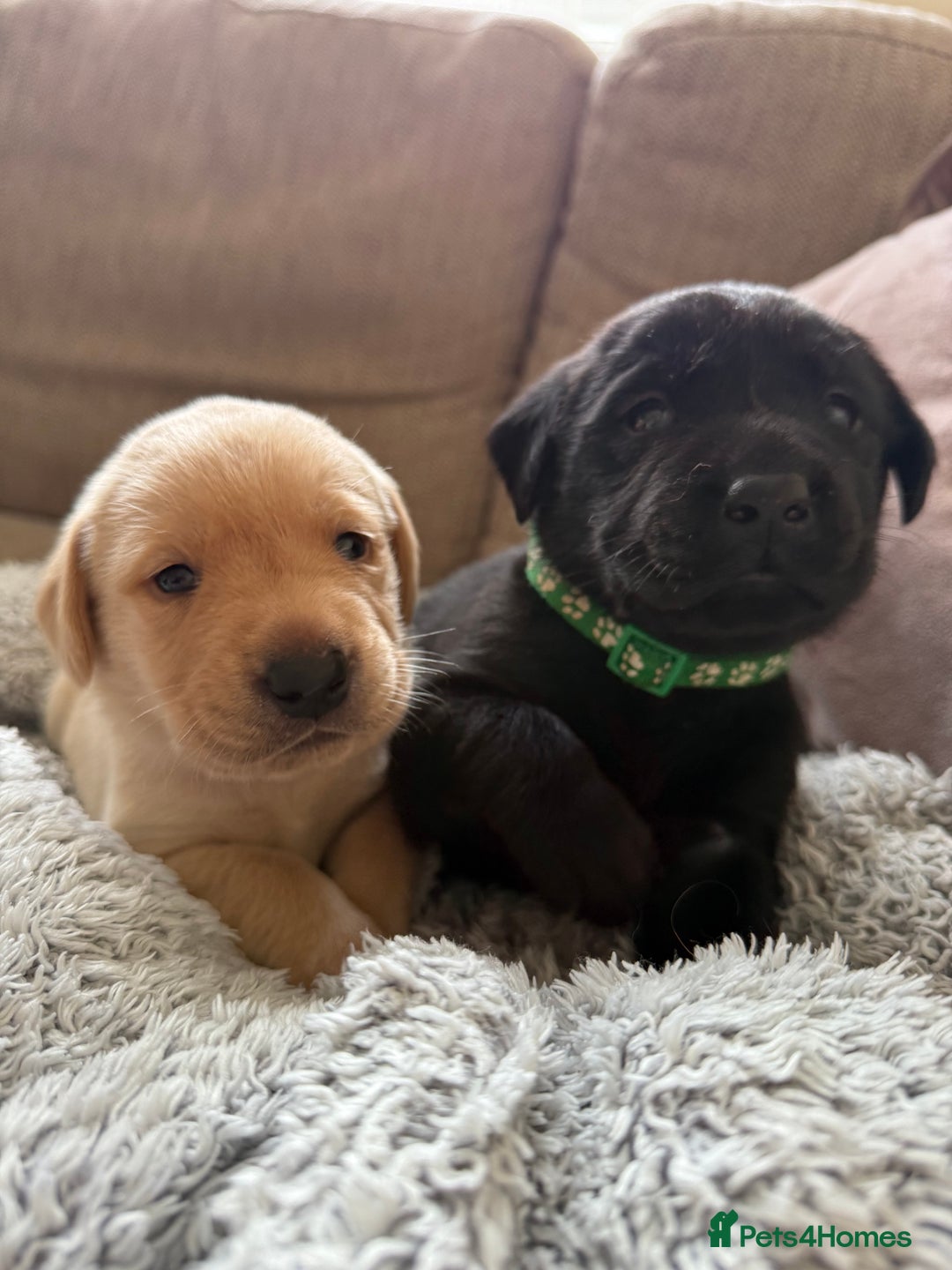 Labrador Retriever dogs for sale: Perfect lab puppy’s  - Image 4