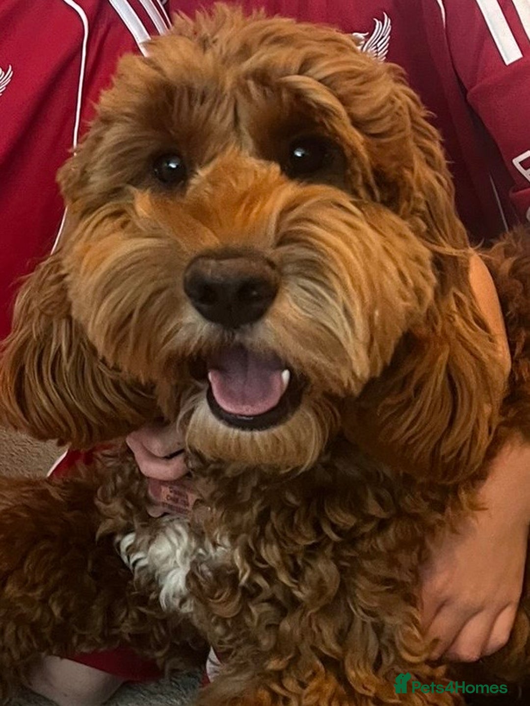 Cockapoo dogs for sale: F1 MINIATURE SHOWLINE COCKAPOO PUPPIES - Advert 7