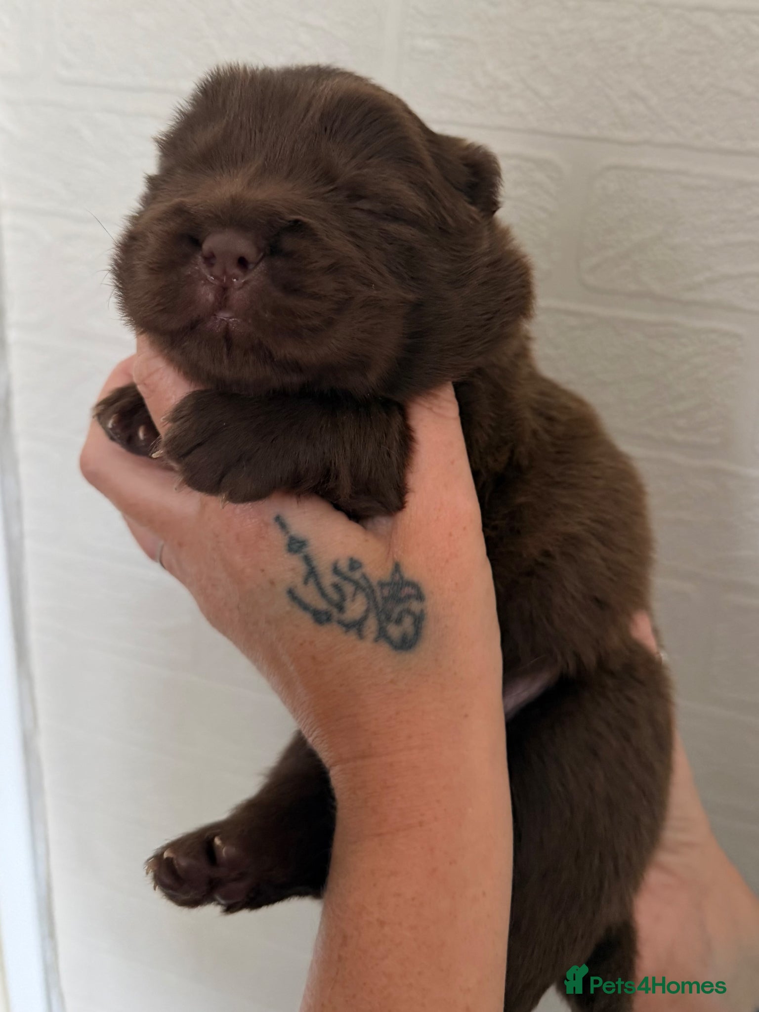 Chow Chow dogs 🐻 Exceptional KC Registered Chow Chows 🐻 - Advert 4