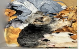 Morkie dogs for sale: Morkie puppies  - Image 13