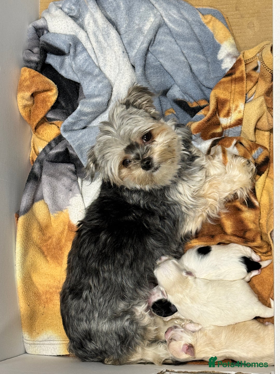 Morkie dogs for sale: Morkie puppies  - Image 13